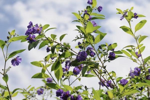 平安福退保交了6年可以退多少錢？退保要怎樣退？