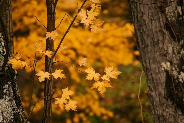 太平穩(wěn)贏二號兩全保險(分紅型)怎么樣，有什么保障
