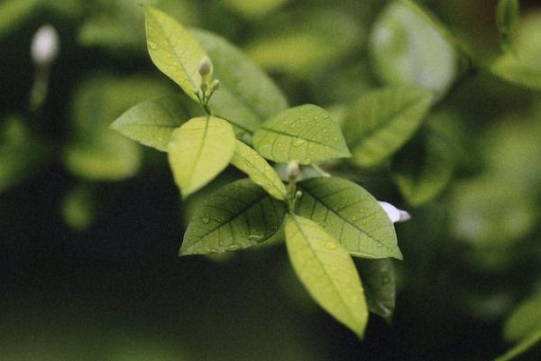 安享百萬醫(yī)療保險如何退保？退保退多少錢？