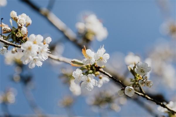 買的平安保險到期后錢能拿出來嗎，保單如何查詢