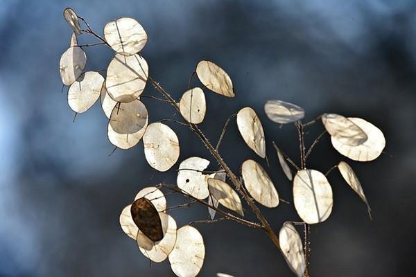 安逸花說減免費(fèi)用結(jié)清是真的嗎，逾期協(xié)商減免費(fèi)用結(jié)清成功要馬上還嗎