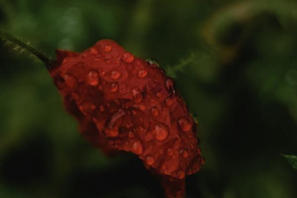 平安每天一塊錢的意外保險(xiǎn)叫什么？意外險(xiǎn)有必要買嗎？