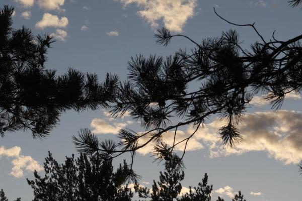 如何申請退平安保險？退平安保險能退多少錢？