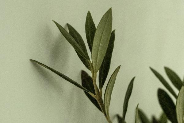 保險(xiǎn)交了三年不交了是不是白交了？可以辦理退保嗎？