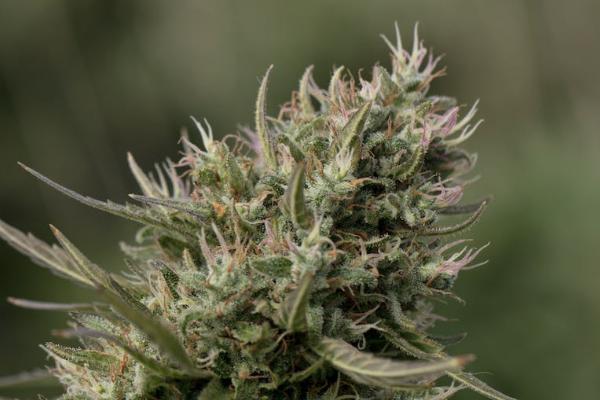 現在太平退保為什么那么多人？太平退保要如何辦理呢？