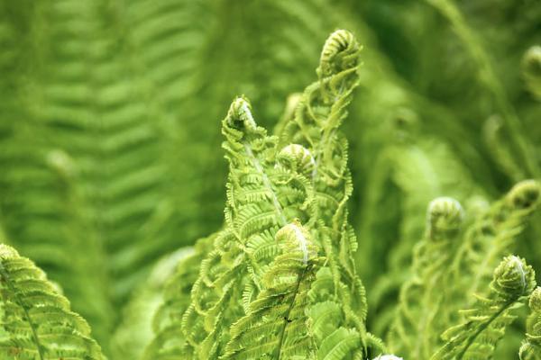 平安福滿分交了兩年能退嗎？退保的金額是多少呢？
