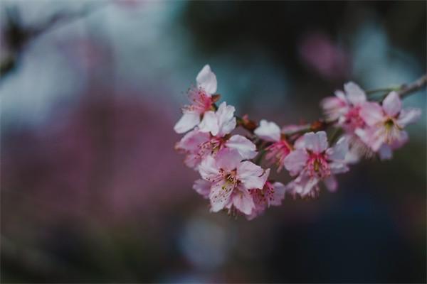 買(mǎi)香港保險(xiǎn)后悔了怎么退，能退多少錢(qián)