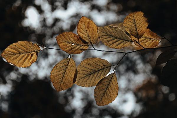 平安鑫利交13年退保能退多少？流程是怎樣的？