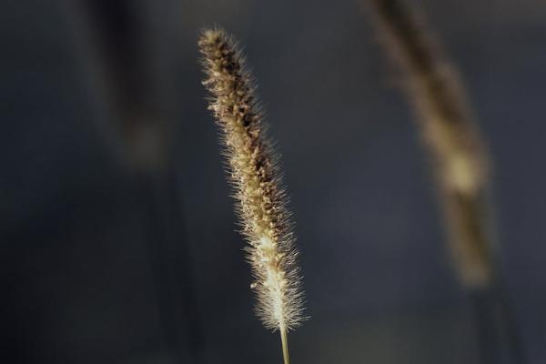 7歲兒童重疾險有必要買嗎？保什么？
