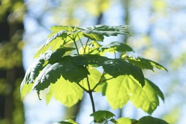 大都會(huì)人壽如何取消保單？保單退保怎么退損失最??？