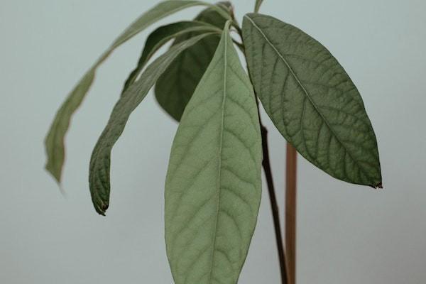 成都重疾險怎么買？最高賠付多少？