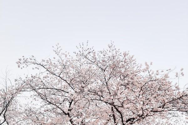 居民養(yǎng)老保險交到多大年齡才結(jié)束？退休能領多少錢呢？