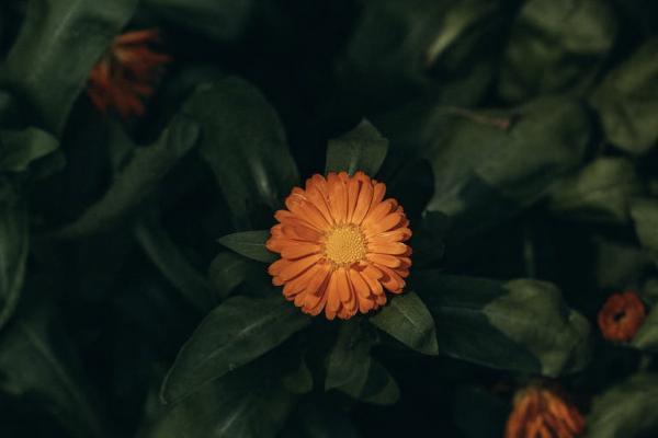 保險(xiǎn)退保虧錢怎么辦？幾天能拿到錢？