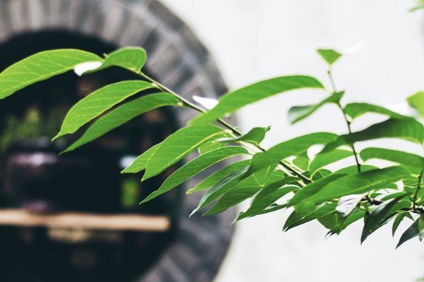 平安保險退保需要準(zhǔn)備哪些資料？平安保險退保能拿回多少錢？