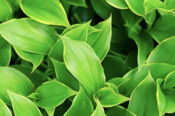 現(xiàn)在買華夏保險(xiǎn)可靠嗎？如何買？