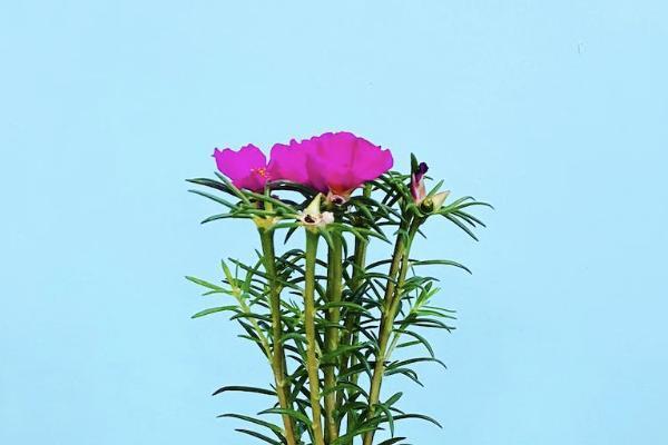 重疾險(xiǎn)其實(shí)并不值得買