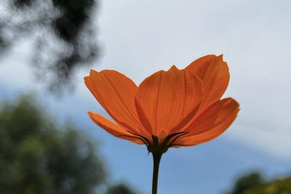 平安保險在金管家上怎么退保
