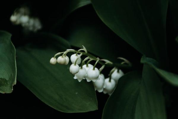 養(yǎng)老年金險(xiǎn)怎么買(mǎi)最劃算