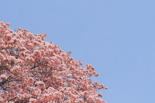 江西省城鄉(xiāng)養(yǎng)老保險要交多少年才能退休？每個月能領(lǐng)多少錢？