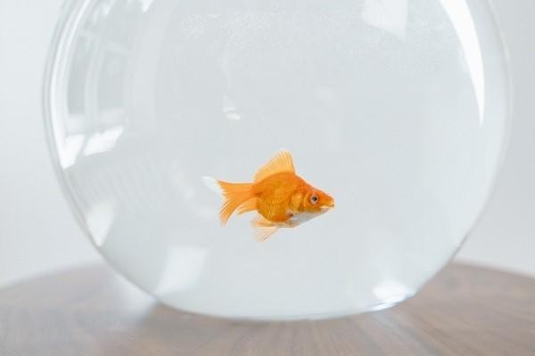 愛白條怎么還款還不上，還款逾期會怎么樣