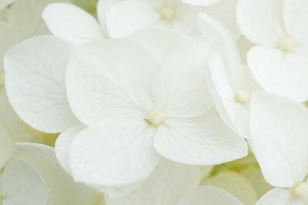 萬能險(xiǎn)退保拿現(xiàn)金價(jià)值嗎，怎么退