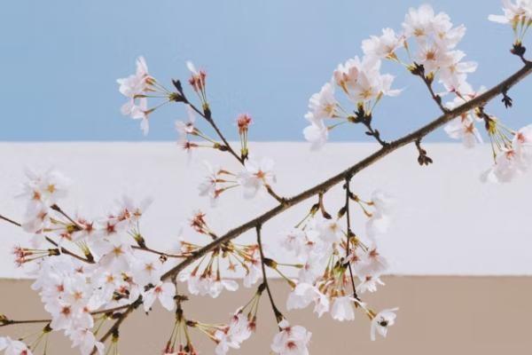 平安保險(xiǎn)怎么退保錢才退的多