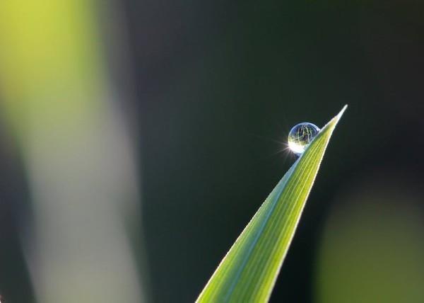 華夏常青樹(shù)多倍版2.0怎么樣，保障什么