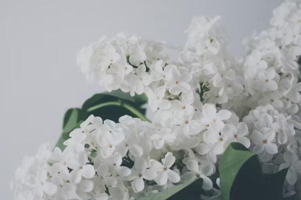 委托他人退保需要什么手續(xù)和證明，進(jìn)度如何查詢(xún)