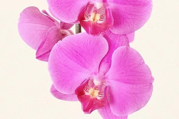 重大疾病險(xiǎn)今天買完多久生效，附投保注意事項(xiàng)！