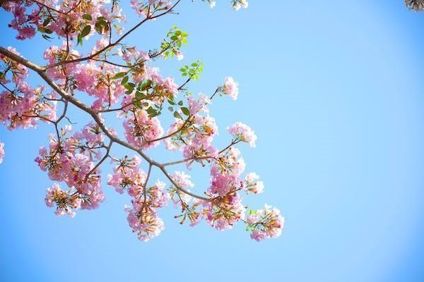 太平洋保險東方紅少年智年金保險