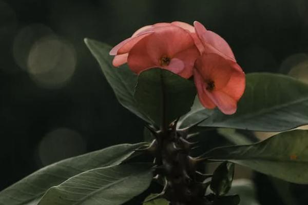 復(fù)星聯(lián)合康愛一生（榮耀版）護(hù)理保險(xiǎn)值得買嗎？怎么投保收益最高