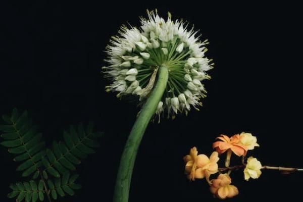 香港永明優(yōu)月儲(chǔ)蓄計(jì)劃怎么買(mǎi)？最低交多少？