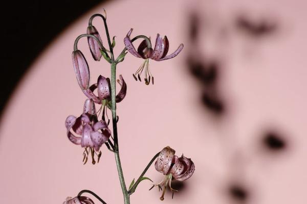 香港富通按您想壽險(xiǎn)計(jì)劃優(yōu)缺點(diǎn)有哪些？具體收益如何？
