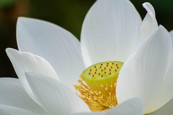 中國人壽5種養(yǎng)老保險哪款最好？如何投保？