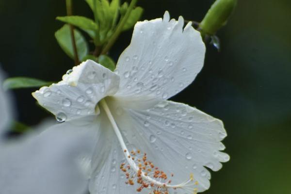 香港保誠(chéng)美好人生保障計(jì)劃2亮點(diǎn)有哪些？收益能有多少？