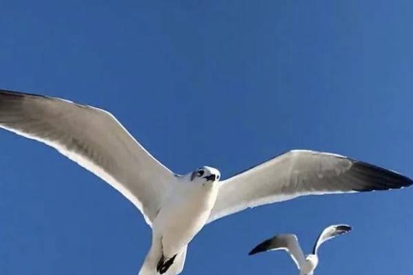 星海贏家（龍騰版）養(yǎng)老年金保險(xiǎn)有哪些亮點(diǎn)？?jī)?yōu)缺點(diǎn)有哪些