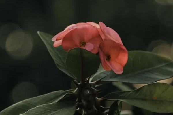 香港永明危疾齊加保計(jì)劃保什么？優(yōu)缺點(diǎn)分析？