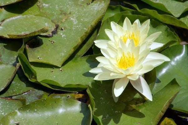 民生保險(xiǎn)如意鑫康終身重大疾病險(xiǎn)保障什么？怎么買？