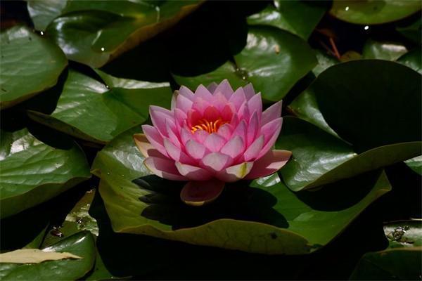平安保險(xiǎn)萬能險(xiǎn)交滿十年后怎么辦？怎么取出來？