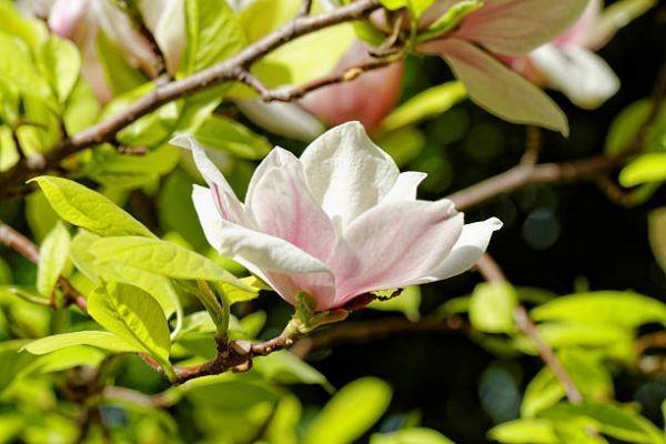 利安鑫利來(金瓏版)終身壽險(xiǎn)產(chǎn)品有什么優(yōu)勢(shì)？收益如何