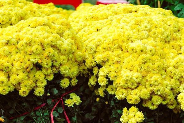香港忠意豐盛逸悅保詳細(xì)測(cè)評(píng)？收益高不高？