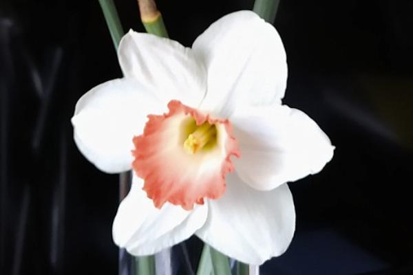香港友邦摯誠(chéng)定期壽險(xiǎn)計(jì)劃保障內(nèi)容有哪些？性價(jià)比高嗎？