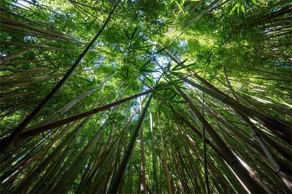 國壽鑫耀相伴兩全保險(xiǎn)慶典版怎么樣？保障什么？