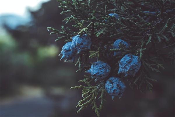 泰康幸福世嘉尊贏版年金險是哪個保險公司的？分紅實現(xiàn)率是多少？