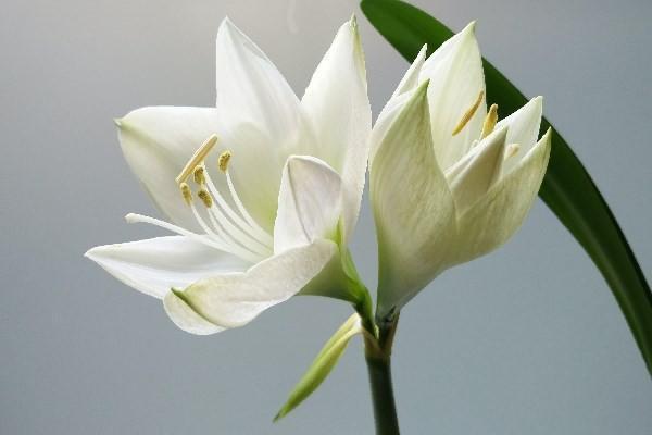 養(yǎng)老金VS增額終身壽險(xiǎn)的區(qū)別有哪些？ 年金險(xiǎn)與增額終身壽險(xiǎn)領(lǐng)取方式是什么？