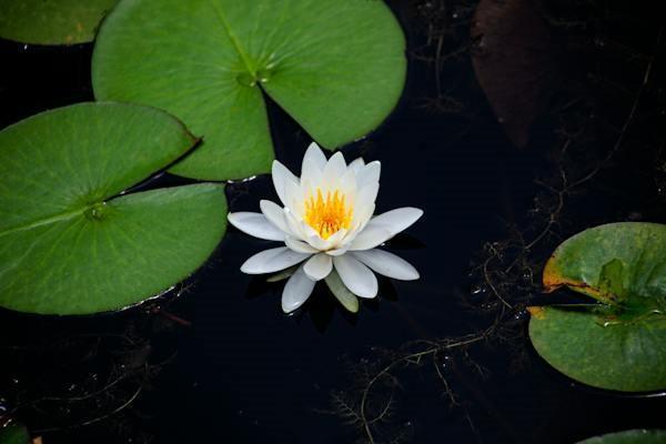 退保對(duì)業(yè)務(wù)員有影響嗎？一篇文章告訴你真相