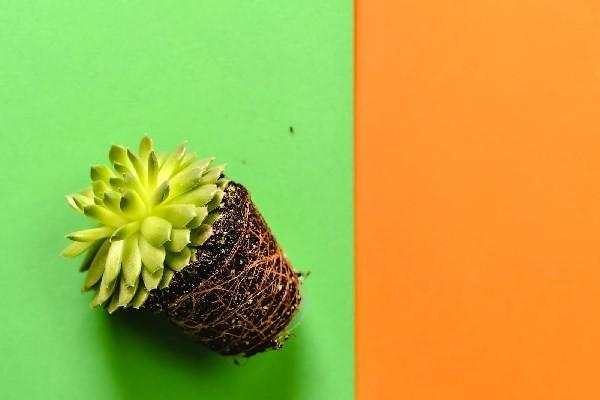 人壽保險(xiǎn)買完多久生效？投保技巧？