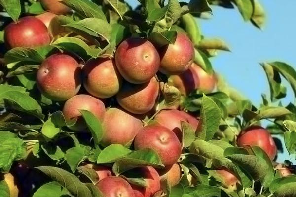 太平金無憂終身壽險(分紅型)要繳納多久時間？保障什么？