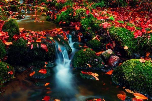 東方紅滿堂紅(尊享版)兩全保險(分紅型)退保退多少錢？退保的流程有哪些？