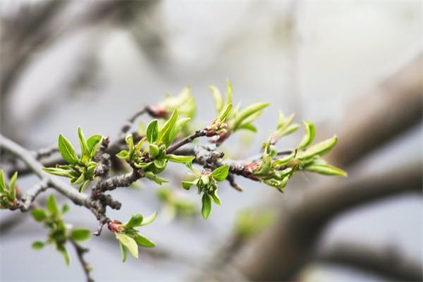新農(nóng)合生孩子能報多少？詳細解讀助你明白享受福利！